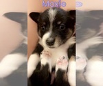 Small Corgi-Aussie