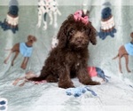 Small #2 Cavapoo (Miniature)