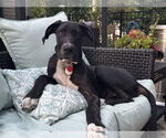 Small #1 Great Dane Mix