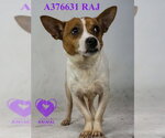 Small #1 Chihuahua Mix