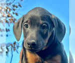 Small Photo #1 Doberman Pinscher Puppy For Sale in MANCHESTER, TN, USA