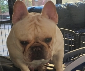 Mother of the Faux Frenchbo Bulldog puppies born on 11/12/2025