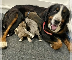 Mother of the Bernedoodle puppies born on 09/10/2025