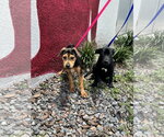 Small #7 Labrador Retriever Mix