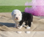 Image preview for Ad Listing. Nickname: AKC Beeny