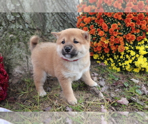 Shiba Inu Puppy for sale in SHILOH, OH, USA