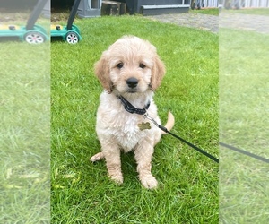 Goldendoodle (Miniature) Puppy for sale in UNION BEACH, NJ, USA
