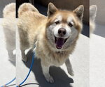 Small #1 Alaskan Malamute