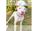 Small #16 American Pit Bull Terrier Mix