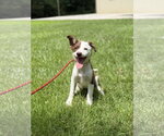Small #3 Australian Shepherd