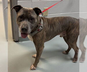 American Pit Bull Terrier Dogs for adoption in St. Cloud, FL, USA