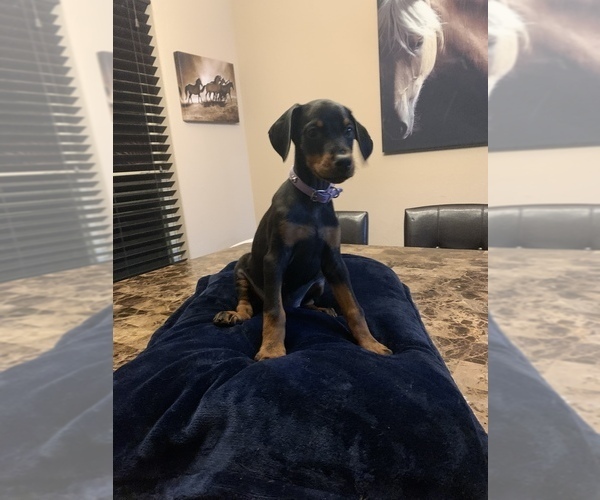 Medium Photo #13 Doberman Pinscher Puppy For Sale in PARADISE, TX, USA