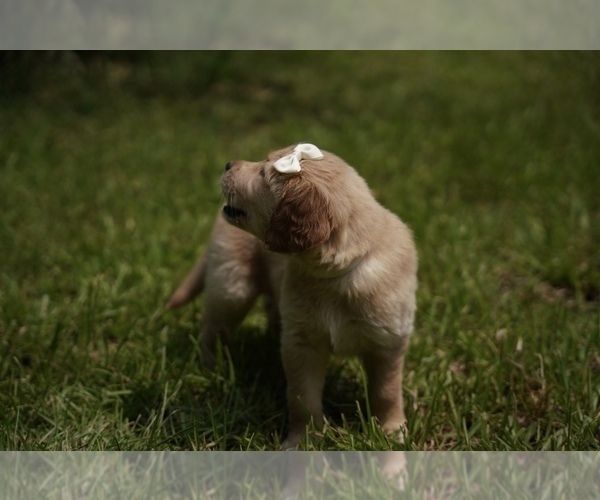 Medium Photo #6 Golden Retriever Puppy For Sale in FOUR OAKS, NC, USA