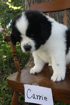Medium Photo #1 Newfoundland Puppy For Sale in KELLOGG, IA, USA