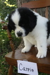 Small Photo #1 Newfoundland Puppy For Sale in KELLOGG, IA, USA
