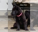 Small #5 German Shepherd Dog