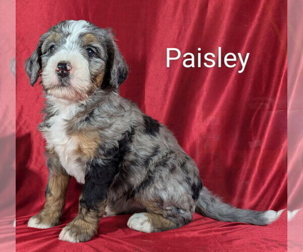 Medium Photo #4 Bernedoodle Puppy For Sale in CANON CITY, CO, USA