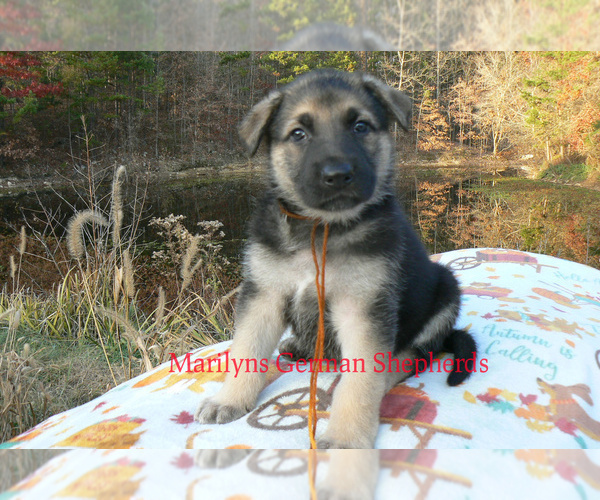 Medium Photo #5 German Shepherd Dog Puppy For Sale in PIEDMONT, MO, USA