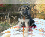 Small #4 German Shepherd Dog