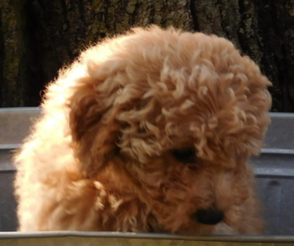 Medium Photo #1 Goldendoodle mix (+ Poodle Miniature) Puppy For Sale in MOORESVILLE, IN, USA