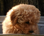Puppy 4 Goldendoodle mix (+ Poodle Miniature)