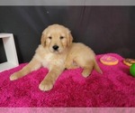 Puppy 8 Golden Retriever
