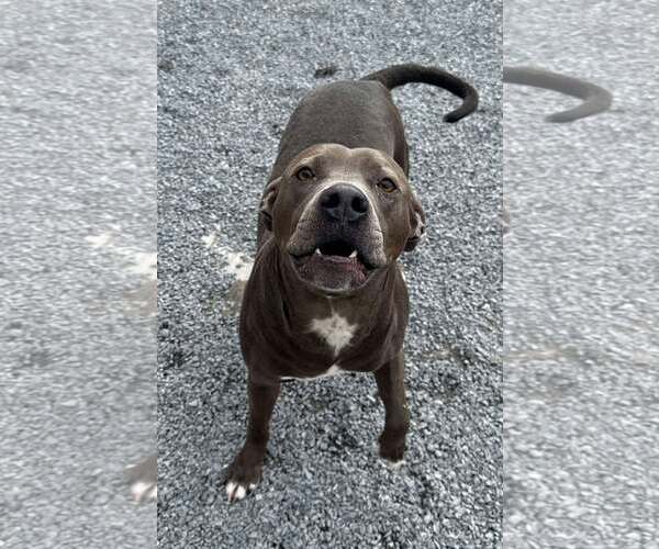 Medium Photo #5 American Pit Bull Terrier-Labrador Retriever Mix Puppy For Sale in Lewistown, PA, USA