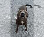 Small #4 American Pit Bull Terrier-Labrador Retriever Mix