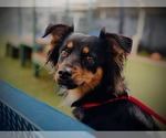 Small #2 Australian Shepherd