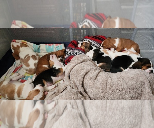 Medium Photo #1 Basset Hound Puppy For Sale in SANFORD, NC, USA