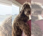 Small #2 Poodle (Standard) Mix