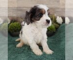 Small #3 Cavapoo