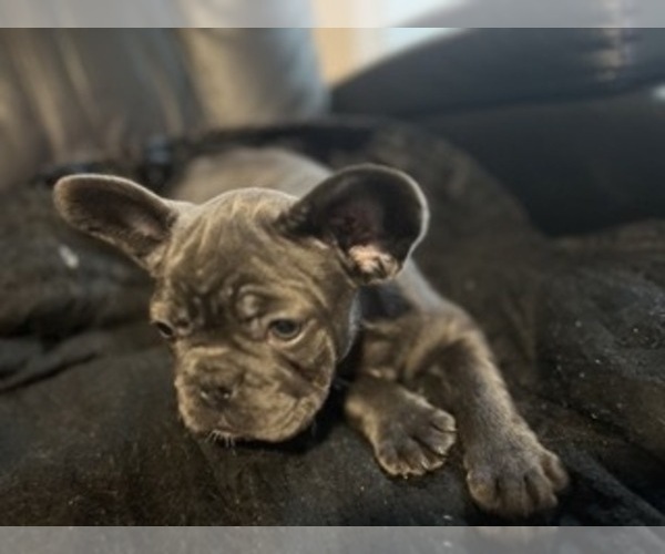 Medium Photo #14 French Bulldog Puppy For Sale in TALLAHASSEE, FL, USA