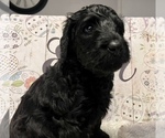 Puppy 6 Labradoodle-Poodle (Standard) Mix