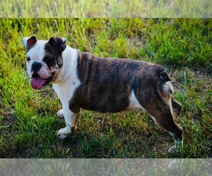 English Bulldogge Puppy for sale in BOWLING GREEN, KY, USA
