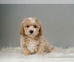 Small #1 Maltese-Poodle (Toy) Mix