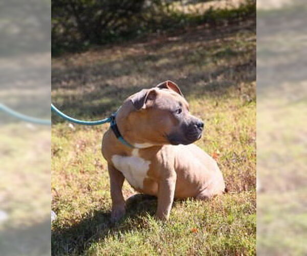 Medium Photo #1 American Bulldog Puppy For Sale in Glen Allen, VA, USA