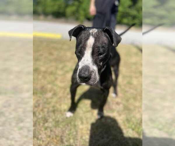Medium Photo #1 Labrador Retriever-Unknown Mix Puppy For Sale in Orangeburg, SC, USA