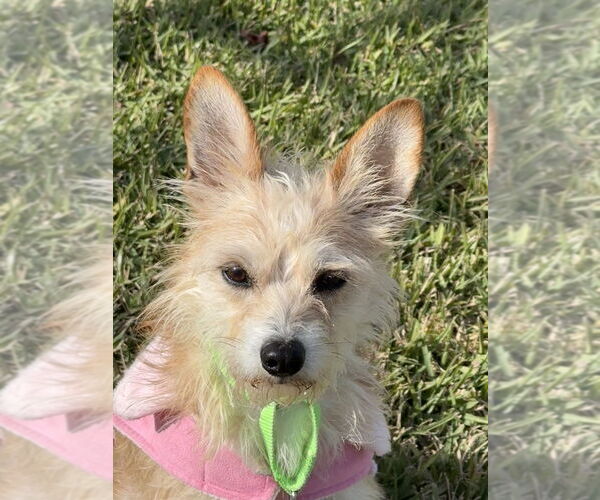 Medium Photo #3 Mutt Puppy For Sale in San Leon, TX, USA