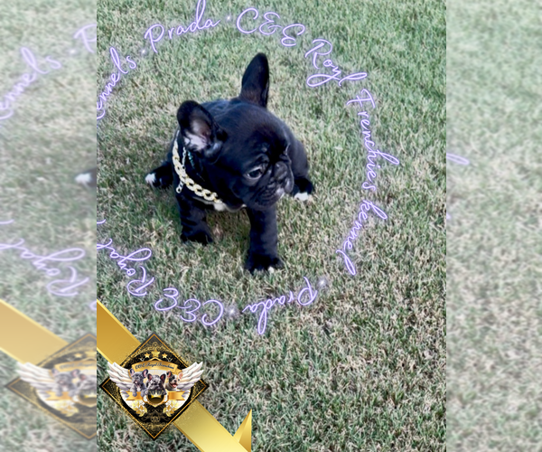 Medium Photo #7 French Bulldog Puppy For Sale in ATHENS, GA, USA
