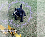 Small #5 French Bulldog
