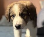 Small #6 Great Bernese