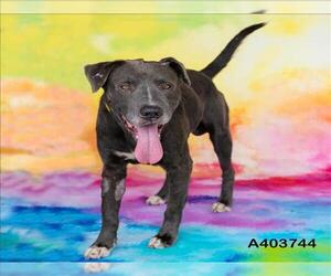 American Pit Bull Terrier-Unknown Mix Dogs for adoption in Conroe, TX, USA