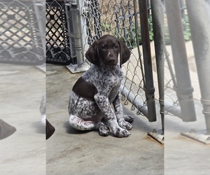 German Shorthaired Pointer Puppy for sale in NORCO, CA, USA