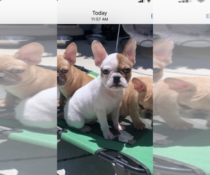 French Bulldog Puppy for sale in MORENO VALLEY, CA, USA