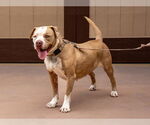 Small #29 American Staffordshire Terrier Mix
