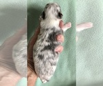 Small #3 Chihuahua