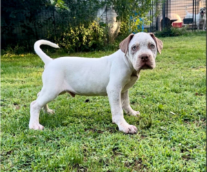 American Bully Puppy for sale in CHAMPAIGN, IL, USA