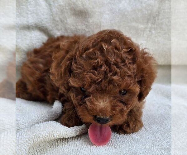 Medium Photo #3 Poodle (Toy) Puppy For Sale in CHARLOTTE HALL, MD, USA