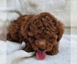 Small #2 Poodle (Toy)